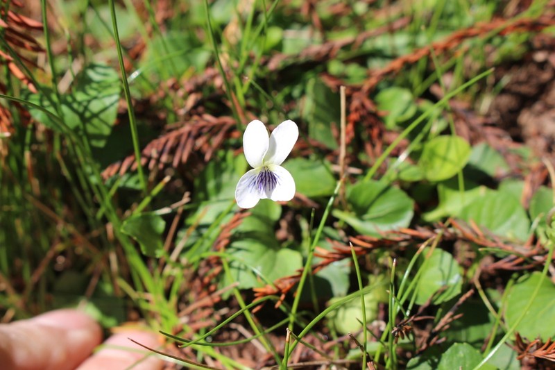 Viola cochranei photo 2