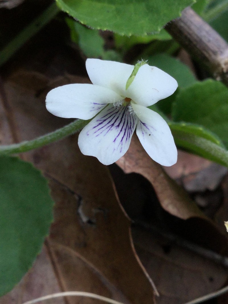 Viola cochranei