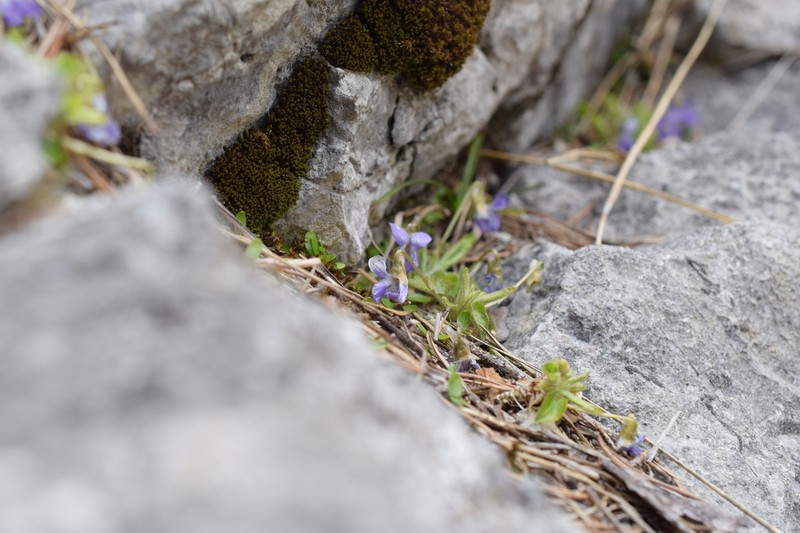 Viola collina