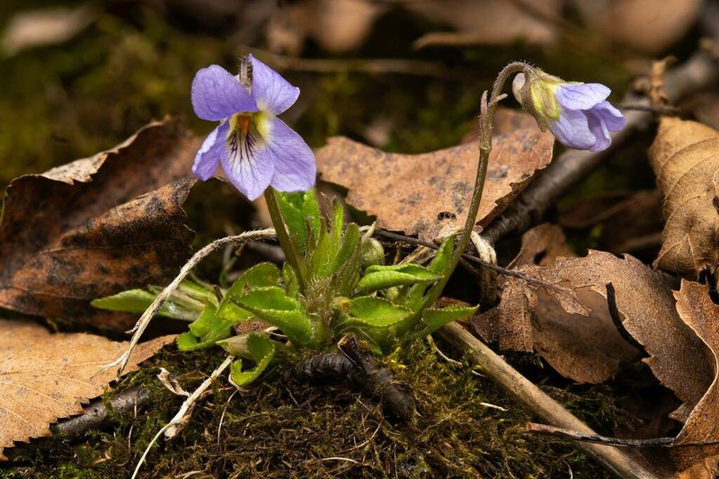 Viola collina photo 2
