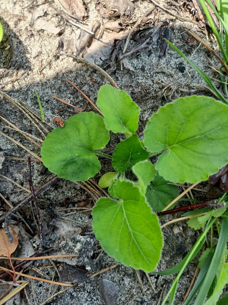 Viola collina photo 3