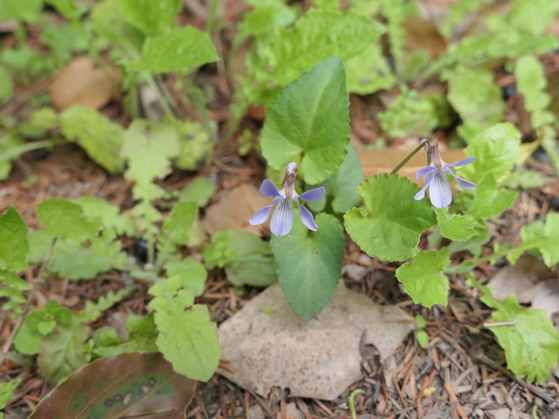 Viola collina photo 5