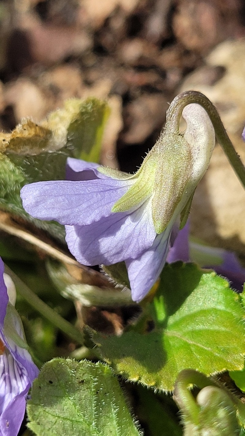 Viola collina photo 6