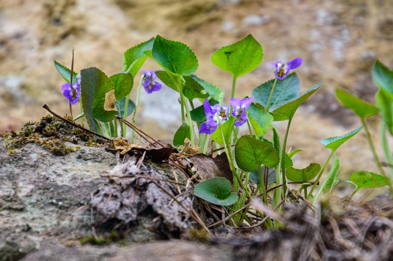 Viola collina photo 7