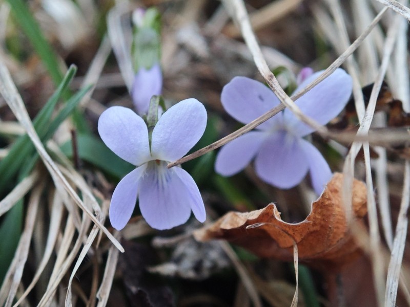 Viola collina photo 8