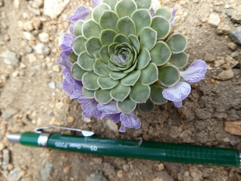 Viola columnaris