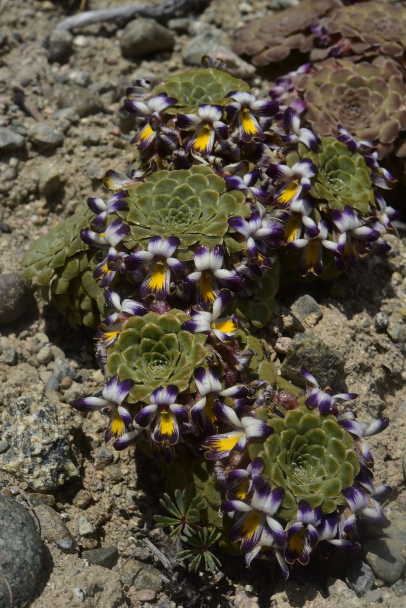 Viola columnaris photo 3