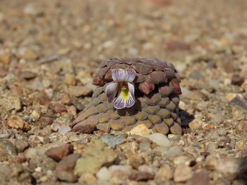 Viola columnaris photo 4