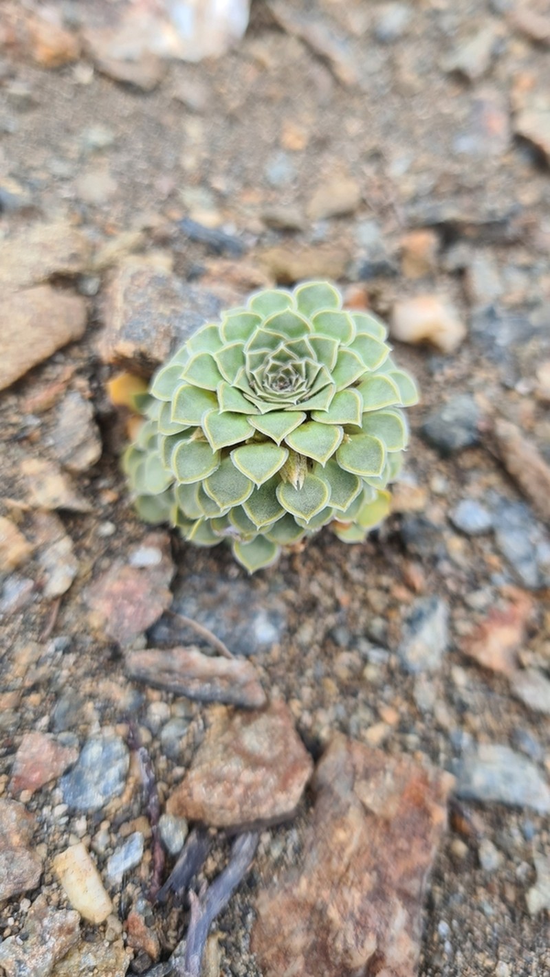 Viola columnaris photo 6