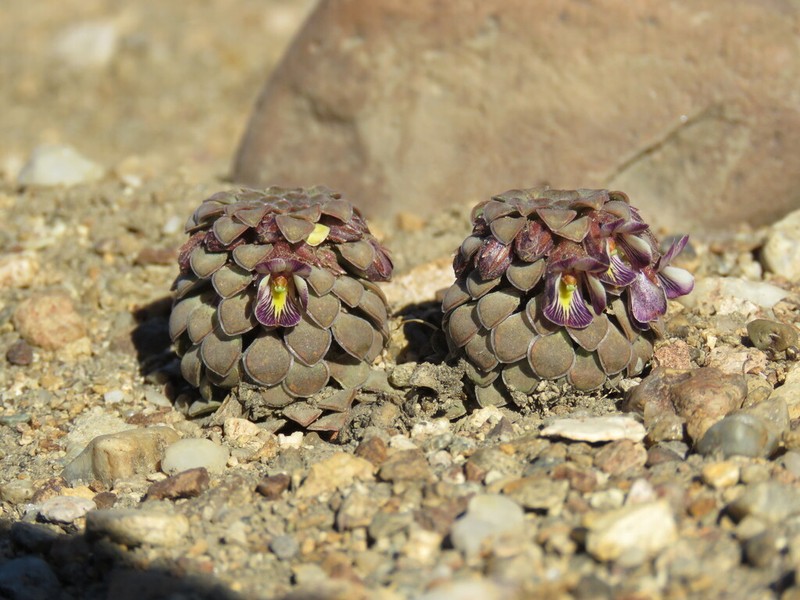 Viola columnaris photo 8