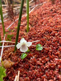 Viola commersonii