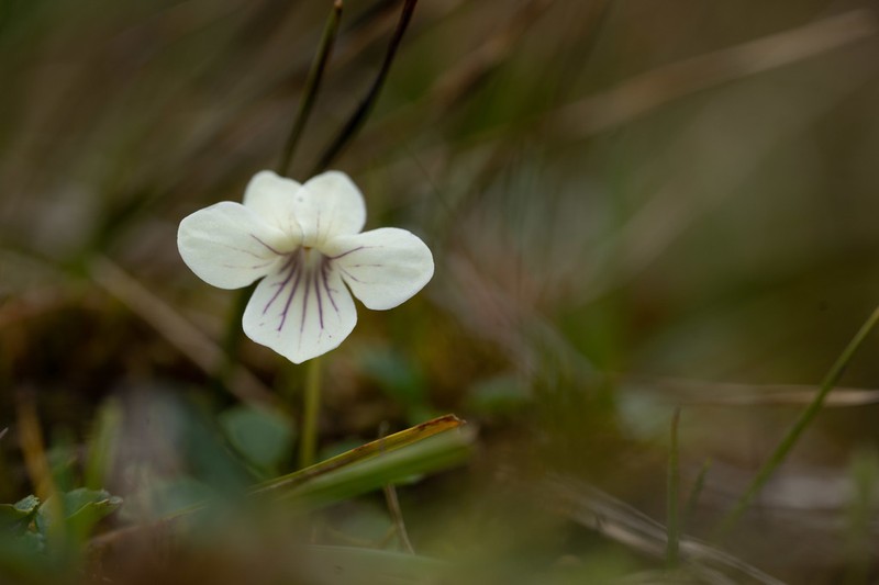 Viola commersonii photo 3