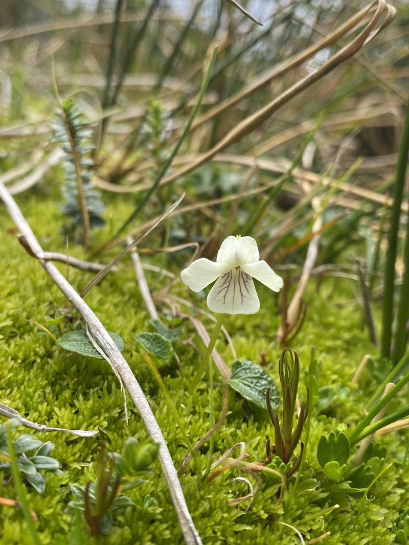 Viola commersonii photo 5