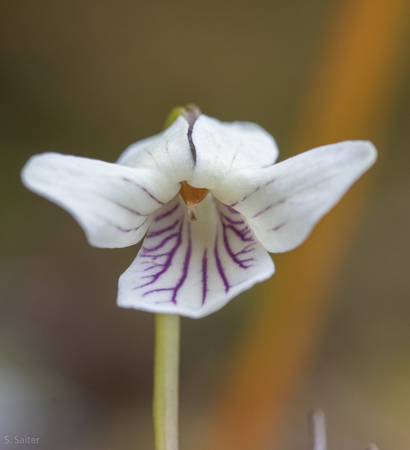 Viola commersonii photo 6