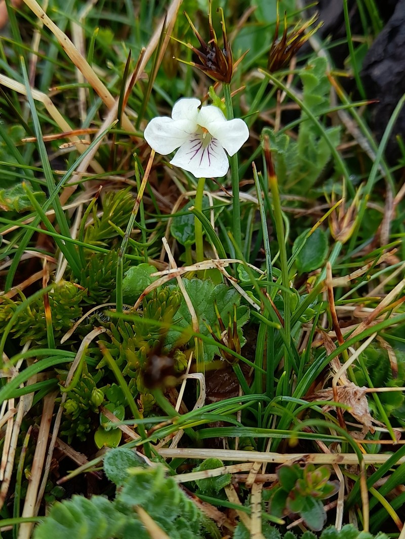 Viola commersonii photo 8