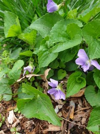 Viola communis