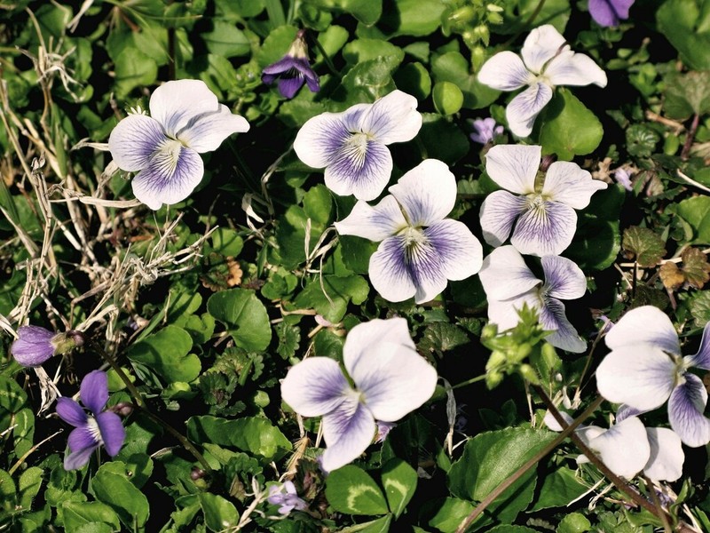 Viola communis photo 2