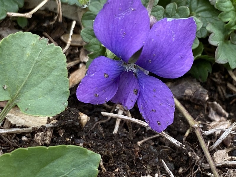 Viola communis photo 3