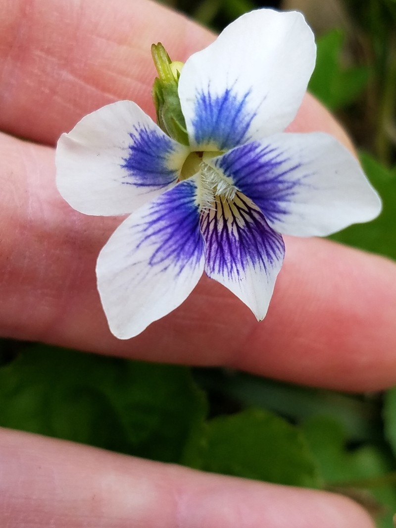 Viola communis photo 4