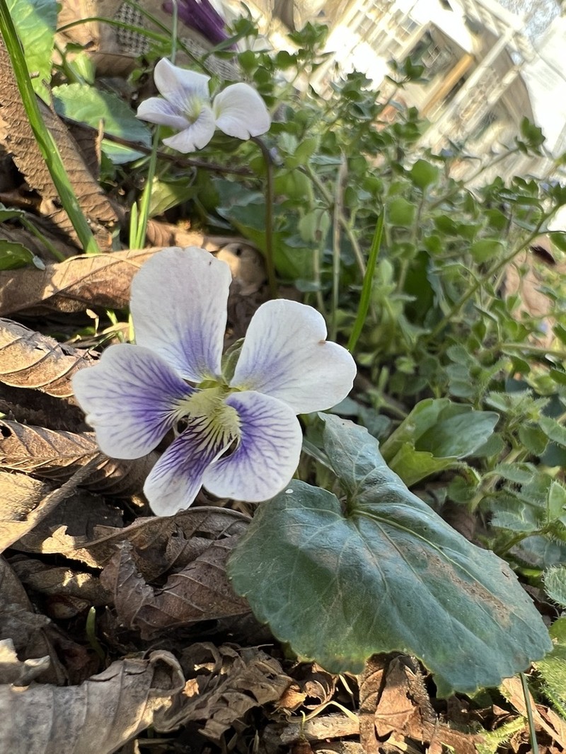 Viola communis photo 5