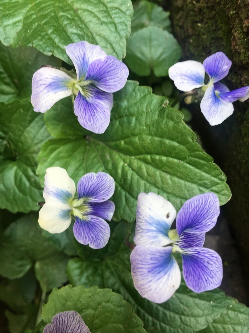 Viola communis photo 6