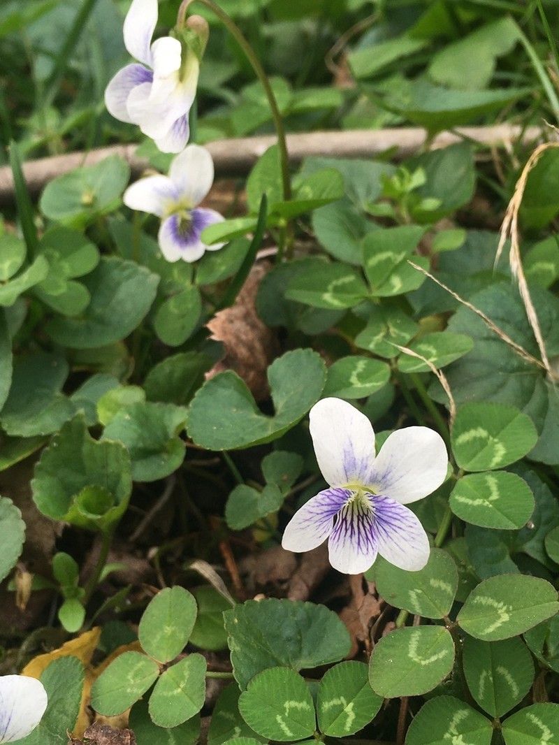 Viola communis photo 7