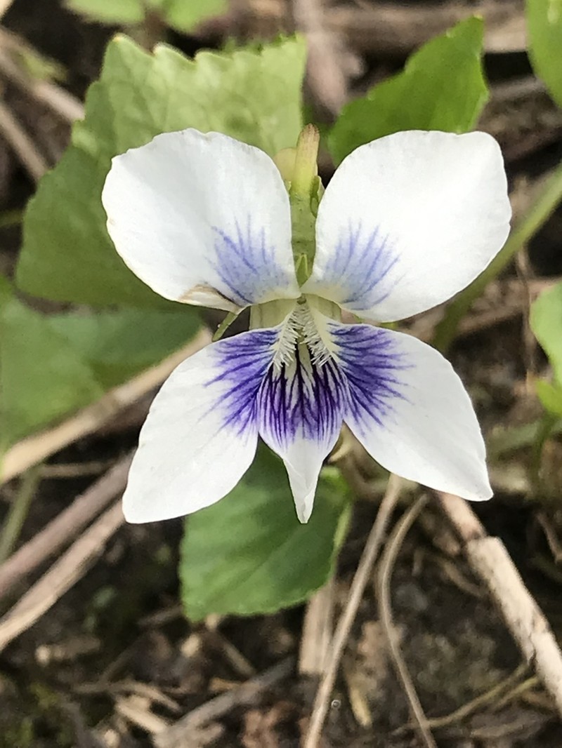 Viola communis photo 8