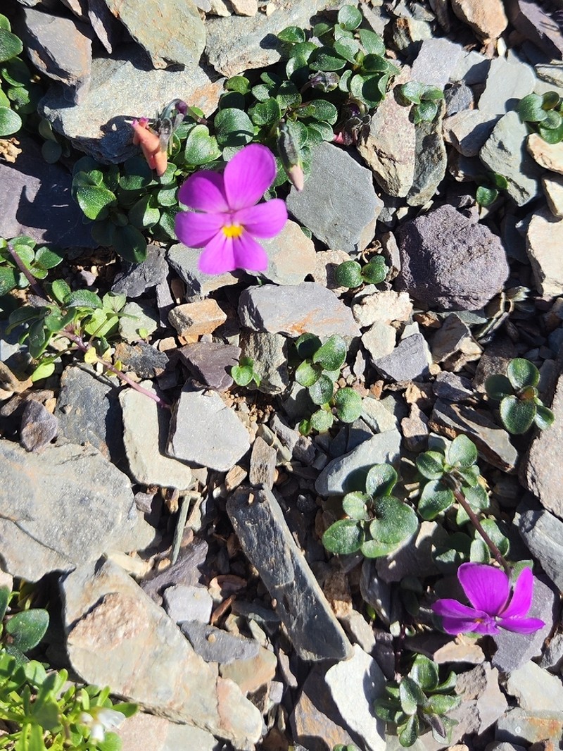 Viola comollia