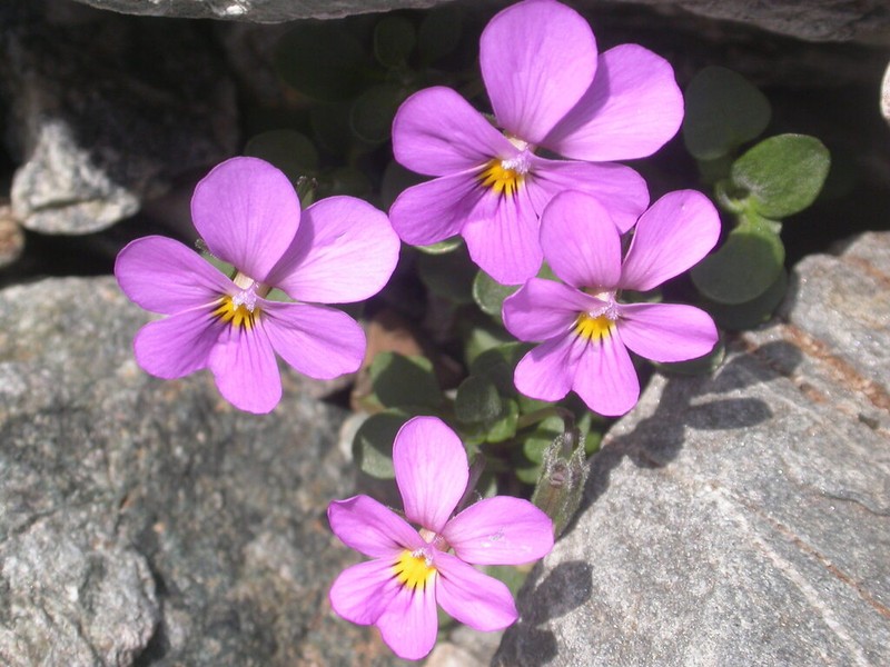 Viola comollia photo 2