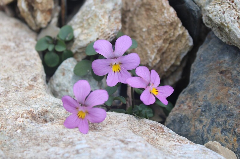 Viola comollia photo 3