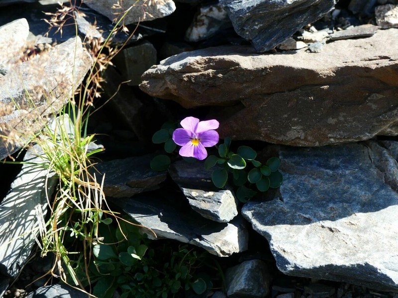 Viola comollia photo 4
