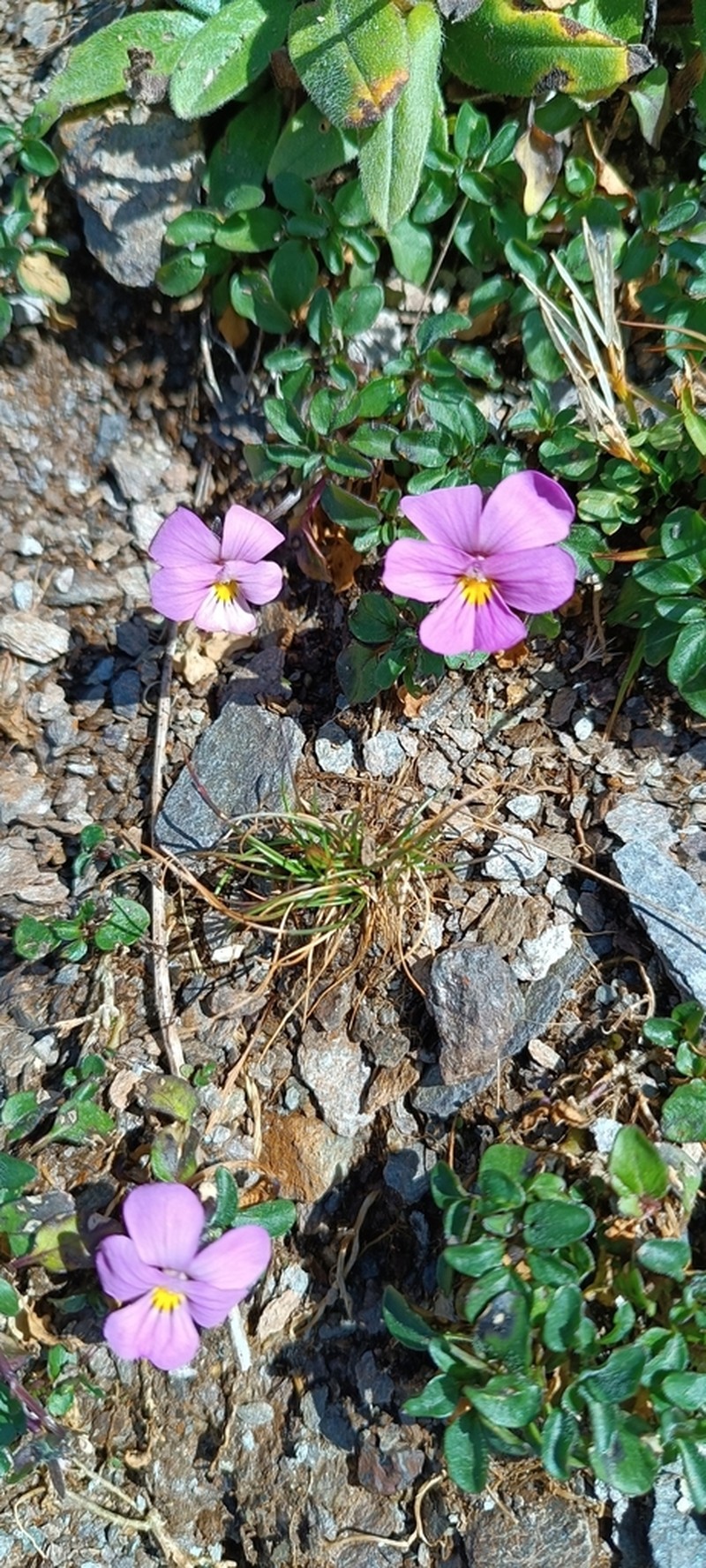 Viola comollia photo 5