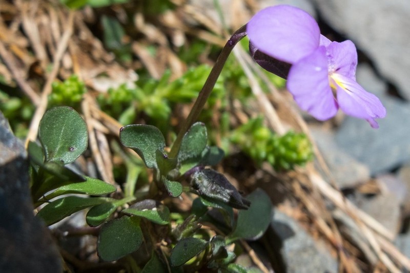 Viola comollia photo 6