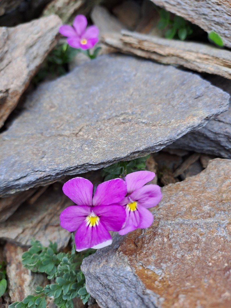 Viola comollia photo 7
