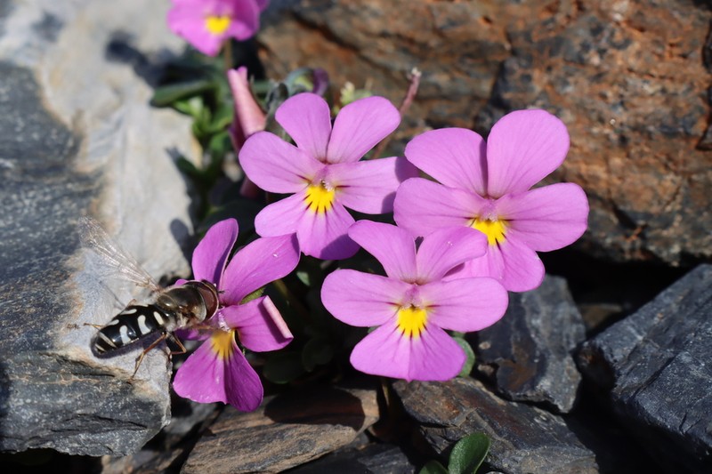 Viola comollia photo 8