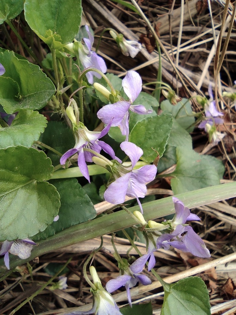 Viola concordifolia