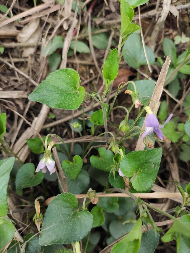 Viola concordifolia photo 2
