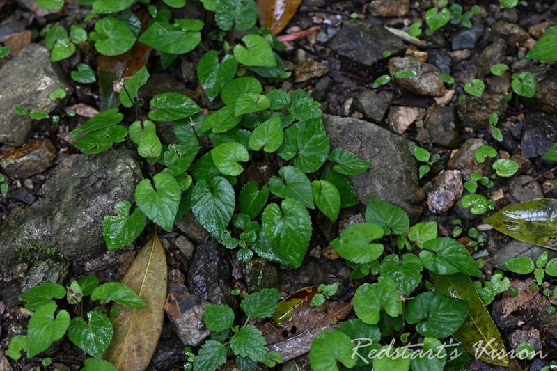 Viola concordifolia photo 3