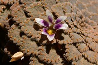 Viola congesta