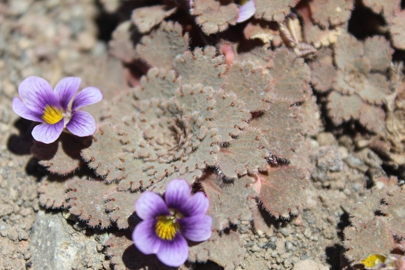 Viola congesta photo 2
