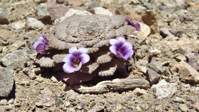Viola congesta photo 3