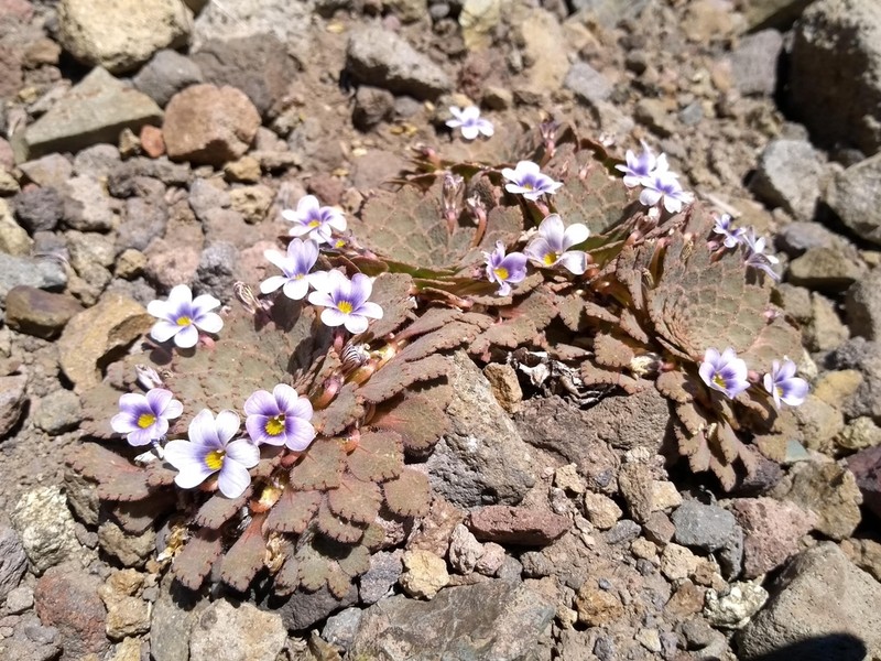Viola congesta photo 4
