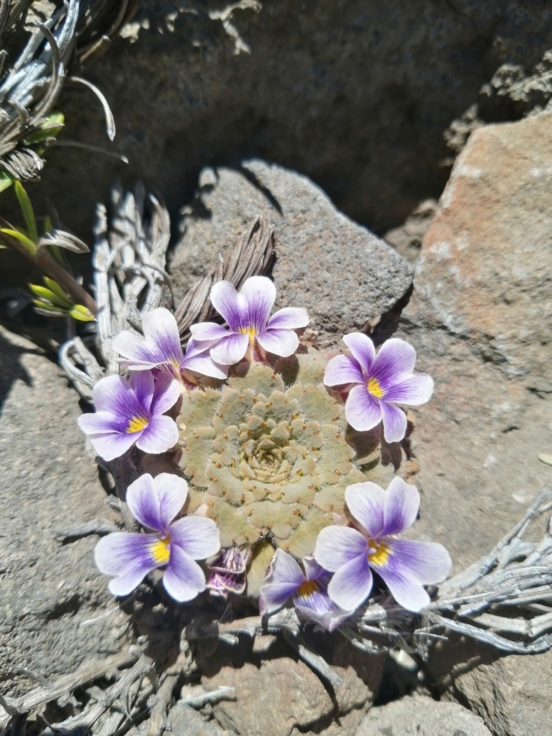 Viola congesta photo 5