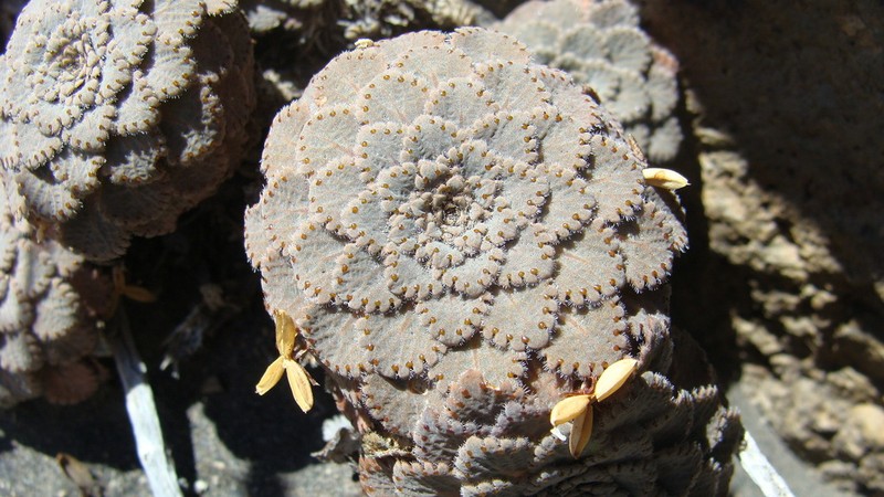 Viola congesta photo 6