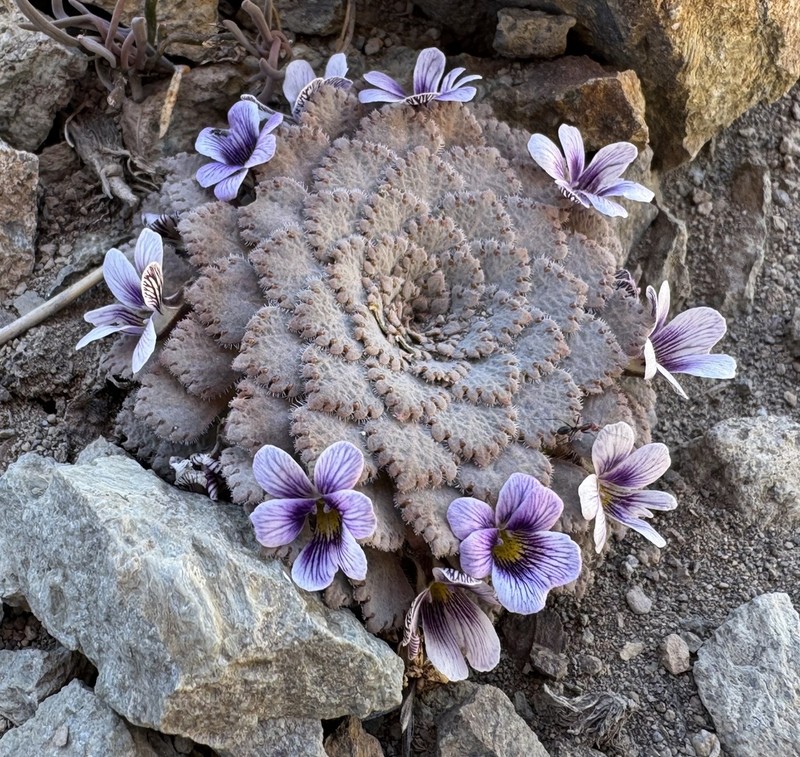 Viola congesta photo 7