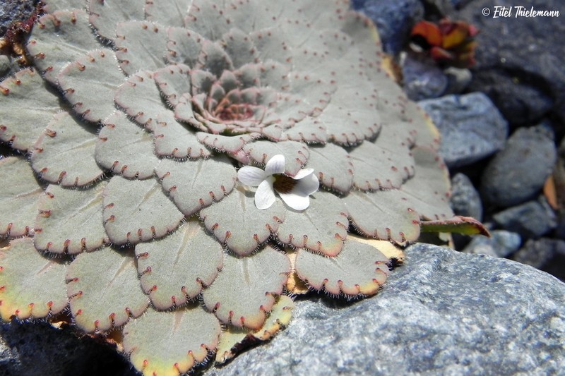 Viola congesta photo 8