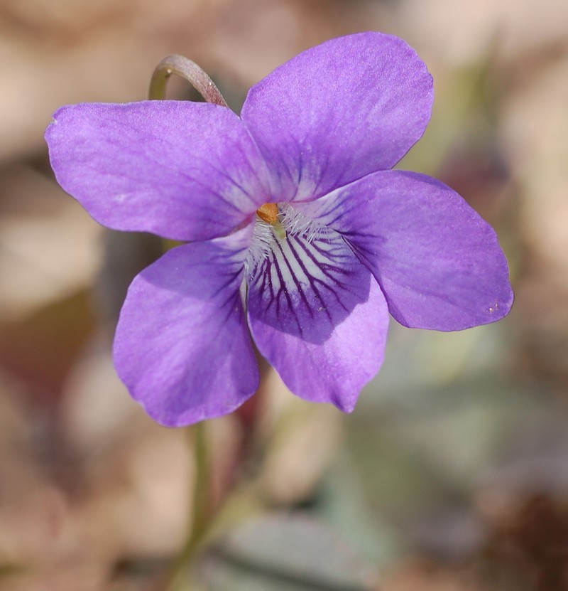 hybrid violet