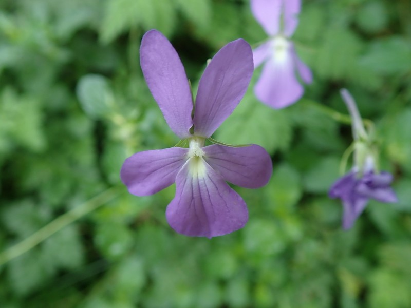 Viola cornuta photo 2
