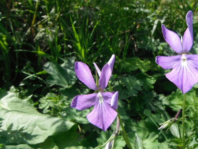 Viola cornuta photo 3