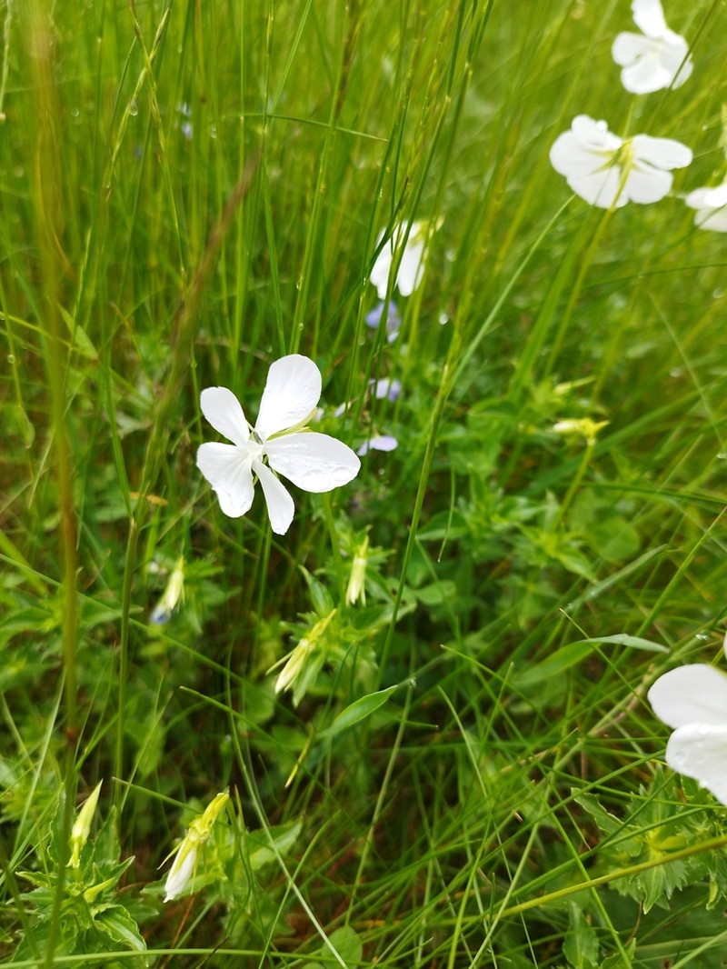 Viola cornuta photo 4